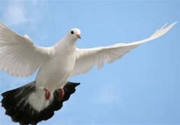 Burung Merpati Putih Berasal Dari